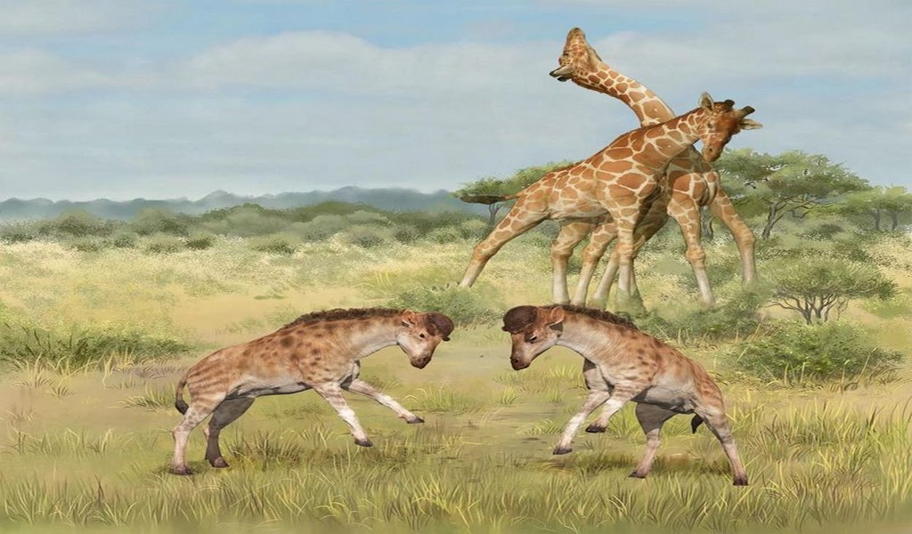 Fósiles hallados en China revelan la evolución del cuello de las jirafas
