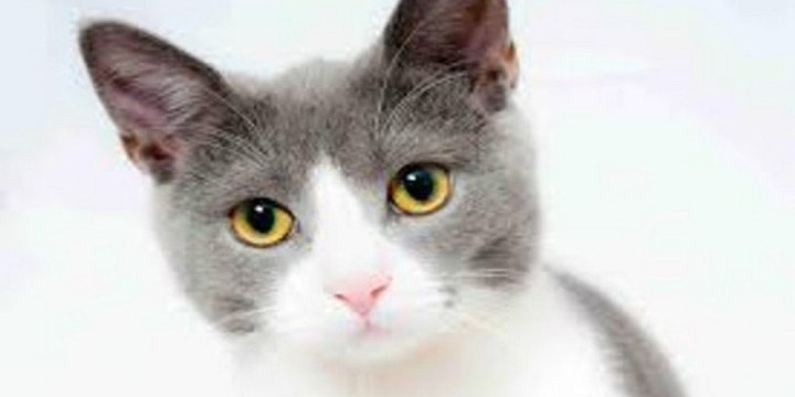 Alarma: denuncian que personas en situación de calle sacrifican gatos para comerlos