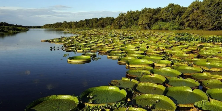 Bañado La Estrella: un santuario silvestre