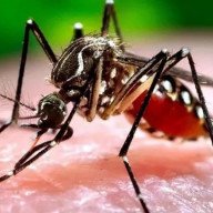 Alerta epidemiológica en Aguas Blancas por Dengue: 