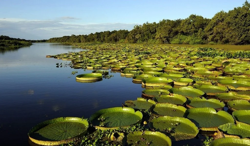 Bañado La Estrella: un santuario silvestre